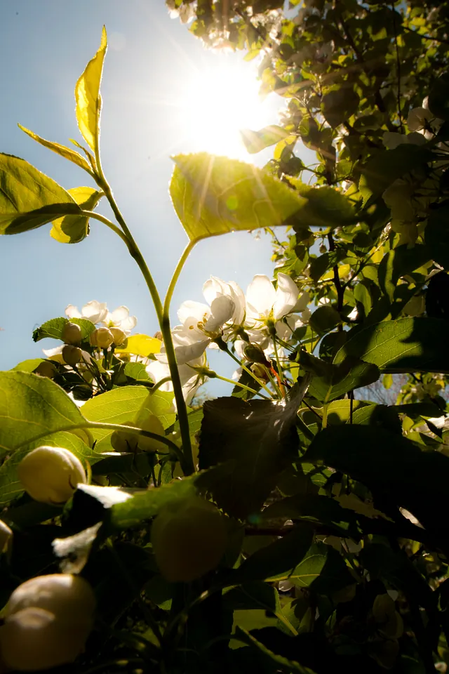 blå himmel, høj sol og nyudsprungne blomster